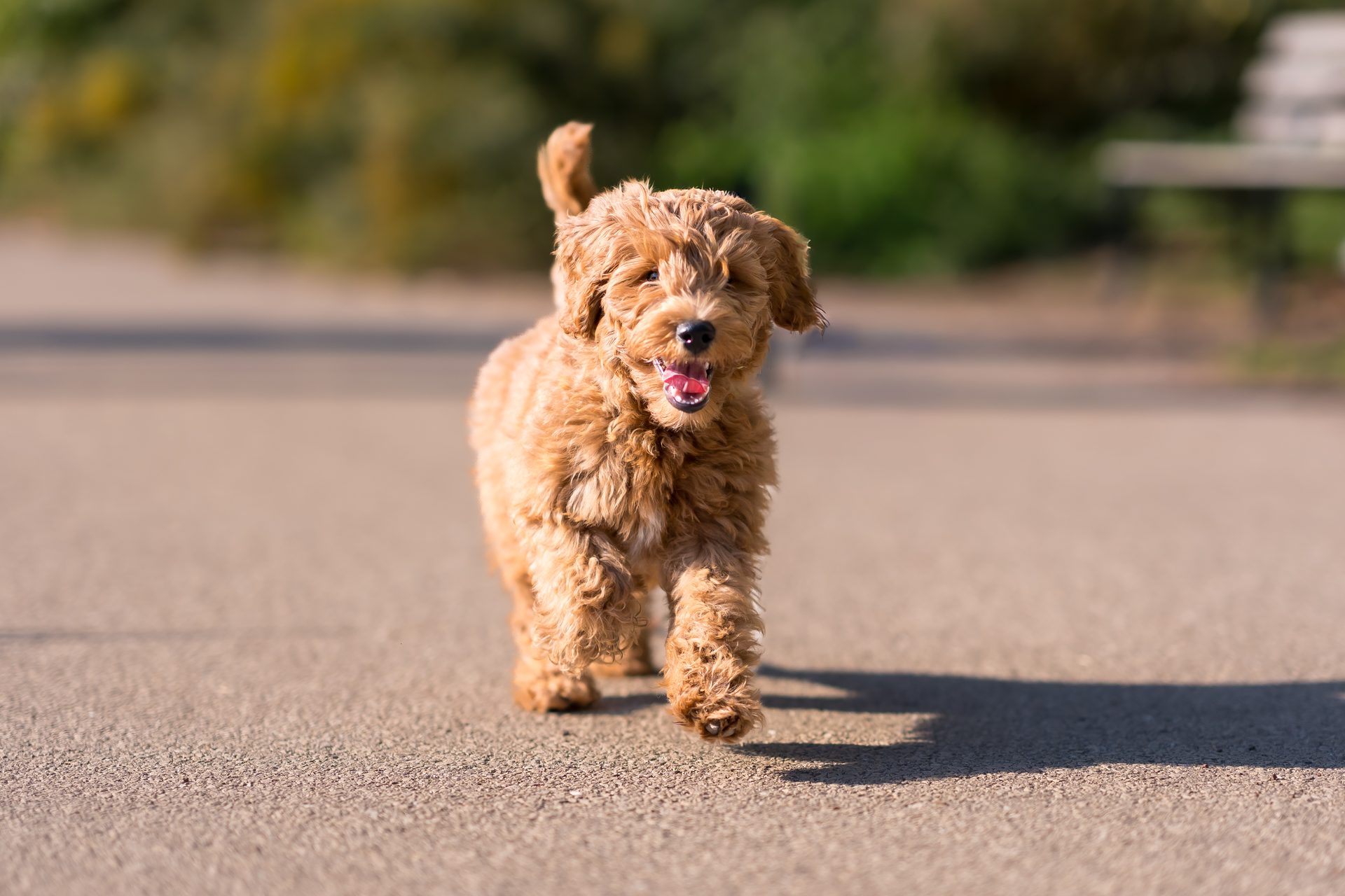 Happy apricot puppy trotting through a Chicago park